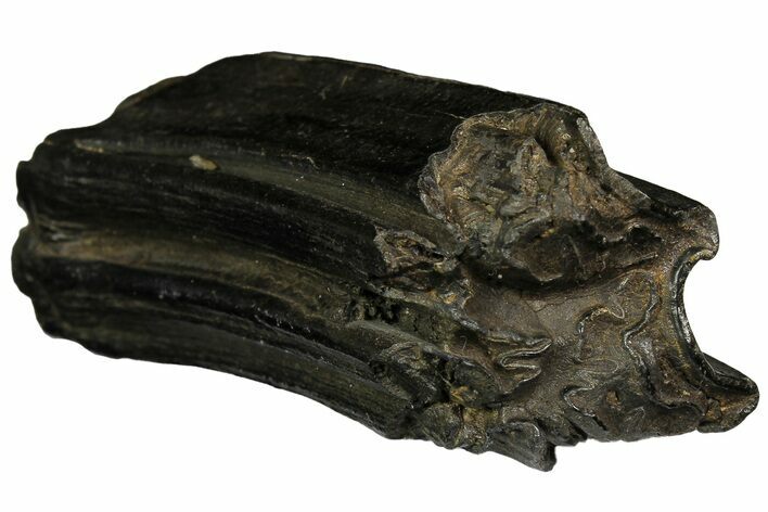 Pleistocene Aged Fossil Horse Tooth - South Carolina #178848
